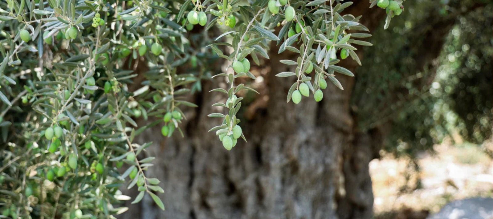Olive Odyssey